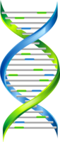 miscellaneous & DNA free transparent png image.