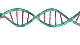 miscellaneous & dna free transparent png image.