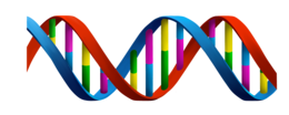 miscellaneous & DNA free transparent png image.