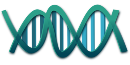 miscellaneous & DNA free transparent png image.