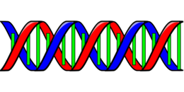 miscellaneous & DNA free transparent png image.