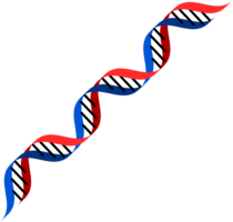 miscellaneous & DNA free transparent png image.