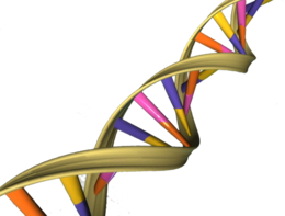 miscellaneous & DNA free transparent png image.