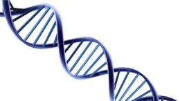 miscellaneous & dna free transparent png image.