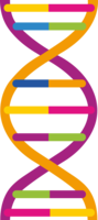 miscellaneous & DNA free transparent png image.