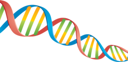 miscellaneous & DNA free transparent png image.