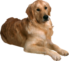 animals & Dogs free transparent png image.