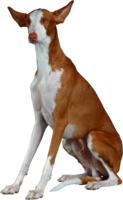 animals & Dogs free transparent png image.