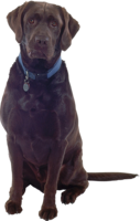 animals & Dogs free transparent png image.