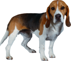 animals & dogs free transparent png image.