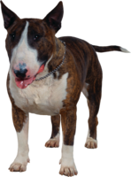 animals & Dogs free transparent png image.