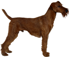 animals & Dogs free transparent png image.