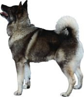 animals & dogs free transparent png image.