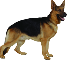 animals & dogs free transparent png image.