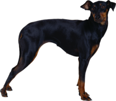animals & Dogs free transparent png image.