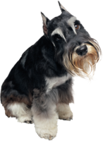 animals & dogs free transparent png image.