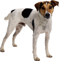 animals & dogs free transparent png image.