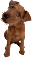 animals & dogs free transparent png image.