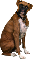 animals & dogs free transparent png image.