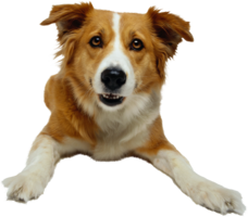 animals & dogs free transparent png image.