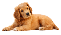 animals & dogs free transparent png image.