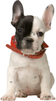 animals & dogs free transparent png image.