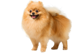 animals & Dogs free transparent png image.