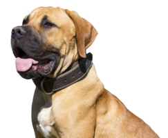 animals & dogs free transparent png image.