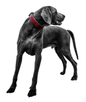 animals & Dogs free transparent png image.