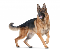 animals & dogs free transparent png image.
