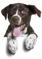 animals & dogs free transparent png image.