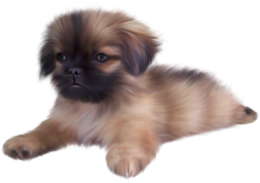 animals & dogs free transparent png image.