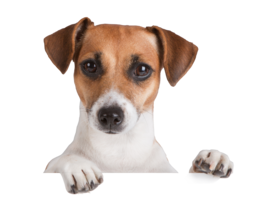 animals & dogs free transparent png image.