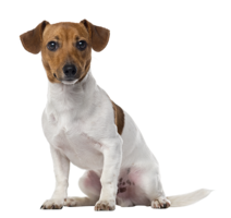 animals & dogs free transparent png image.