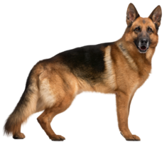 animals & dogs free transparent png image.