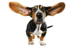 animals & dogs free transparent png image.