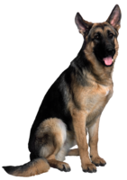 animals & dogs free transparent png image.