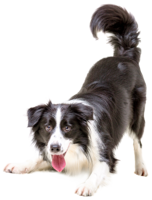 animals & dogs free transparent png image.