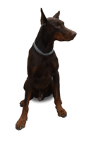 animals & dogs free transparent png image.