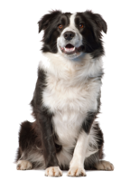 animals & Dogs free transparent png image.