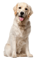 animals & dogs free transparent png image.