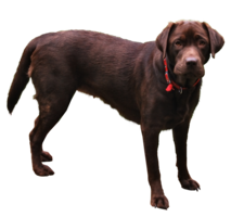 animals & dogs free transparent png image.