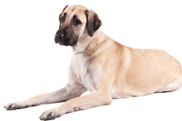 animals & dogs free transparent png image.