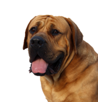 animals & dogs free transparent png image.