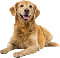 animals & Dogs free transparent png image.