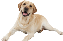 animals & Dogs free transparent png image.