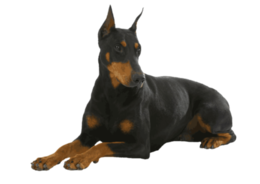 animals & Dogs free transparent png image.