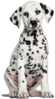 animals & dogs free transparent png image.