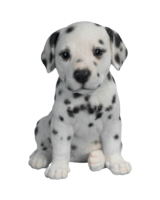 animals & Dogs free transparent png image.