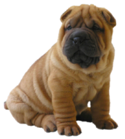 animals & dogs free transparent png image.